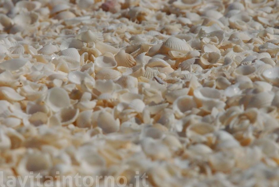 shell beach ... 