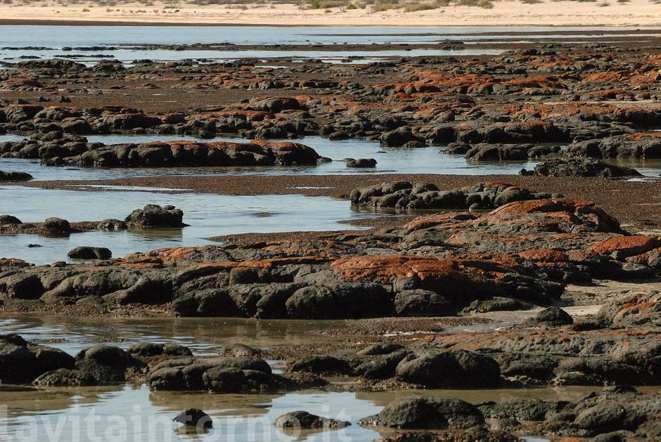 stromatolites ... prime testimonianze della vita