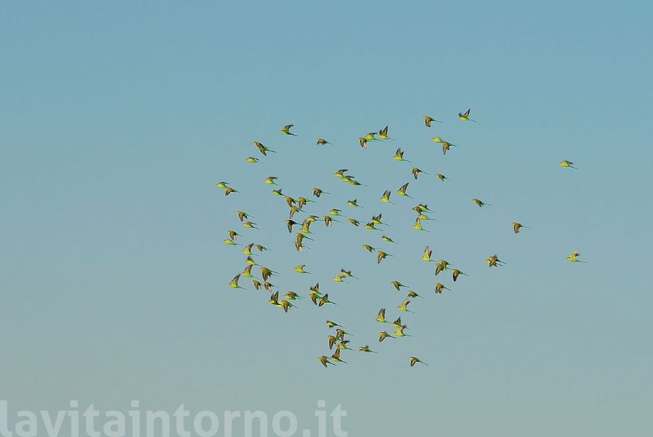 parrots