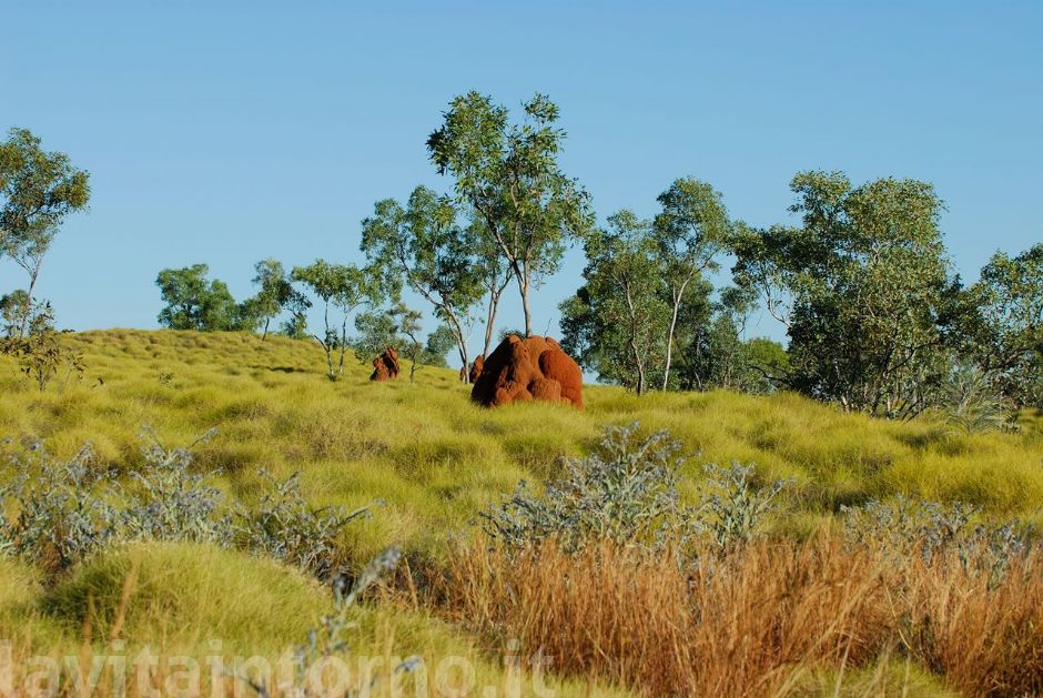 Spinifex #2