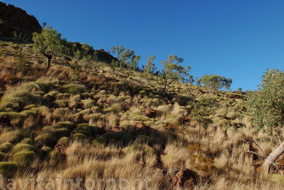 Spinifex #4