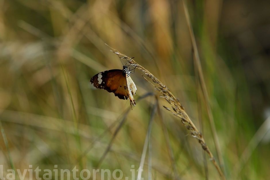 Australian Butterfly