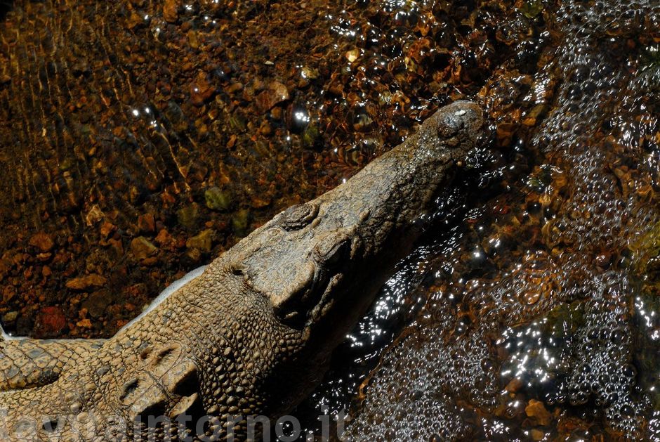 here the croc!