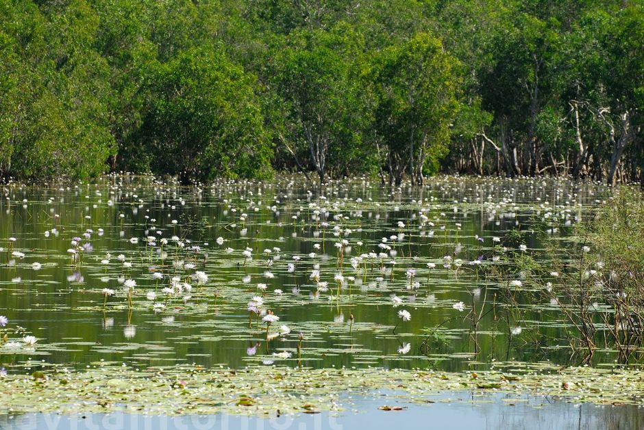 Kakadu National Park: the billabong