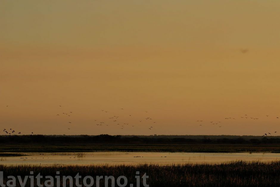 life over the billabong #2