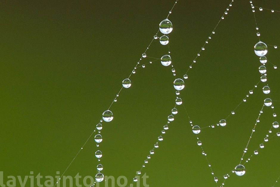 senza il ragno ... #2