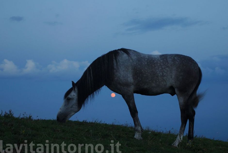 a cavallo della luna