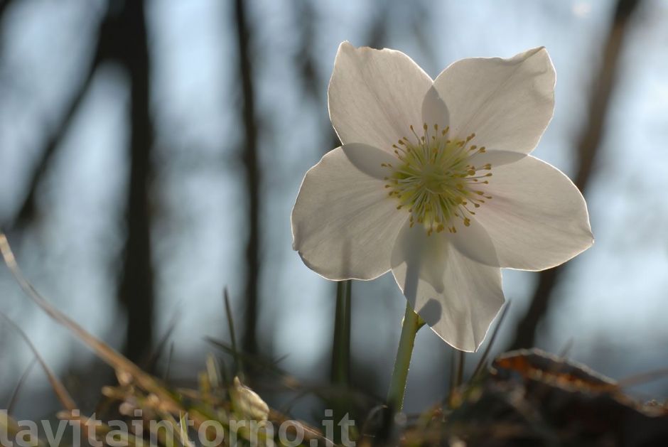 rosa di natale, Elleboro Helleborus niger