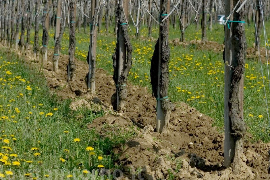 si preparano le vigne