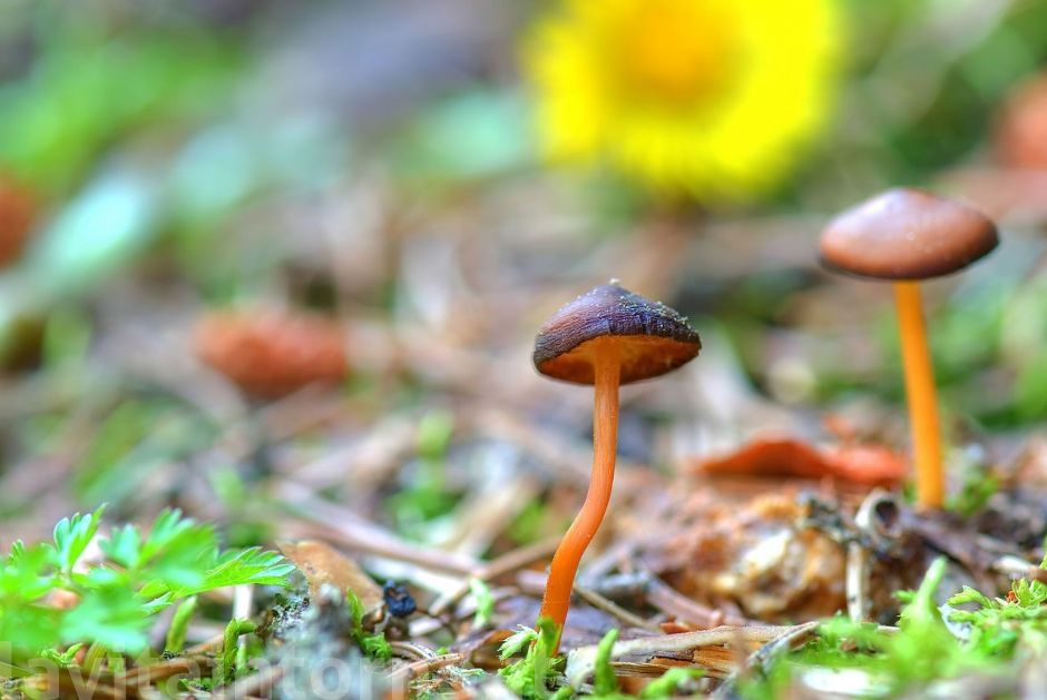 lungo il sentiero #2