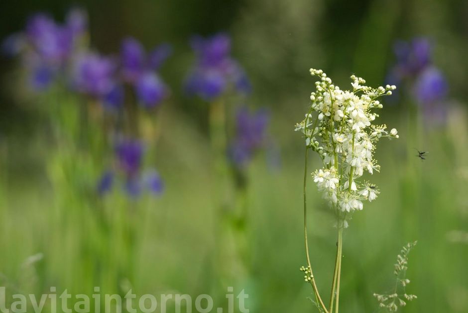 ai pal� di Sernaglia