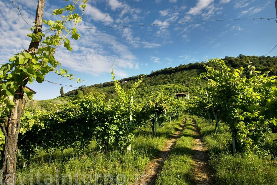 le colline del prosecco #3