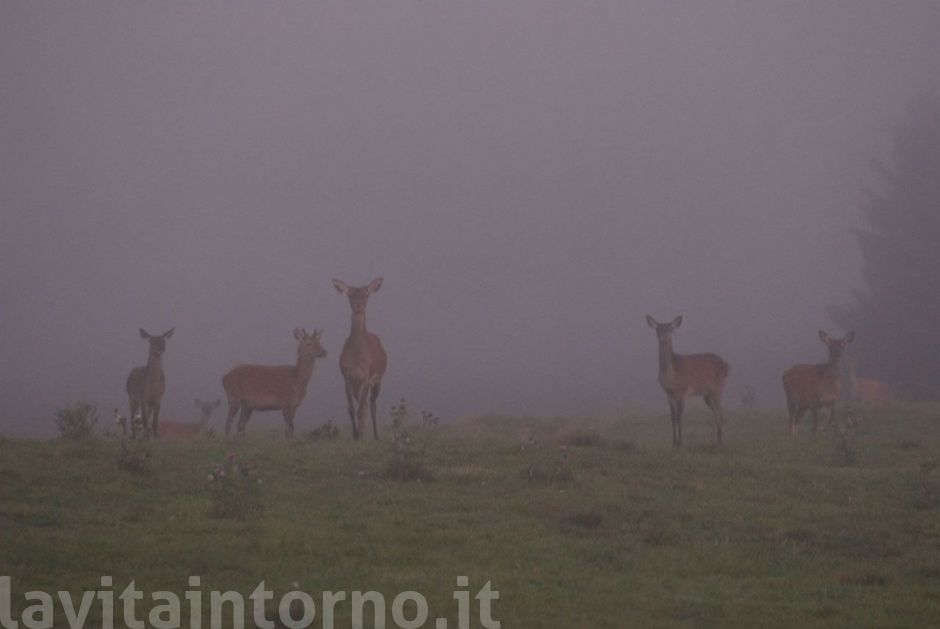 reciproco avvistamento #2