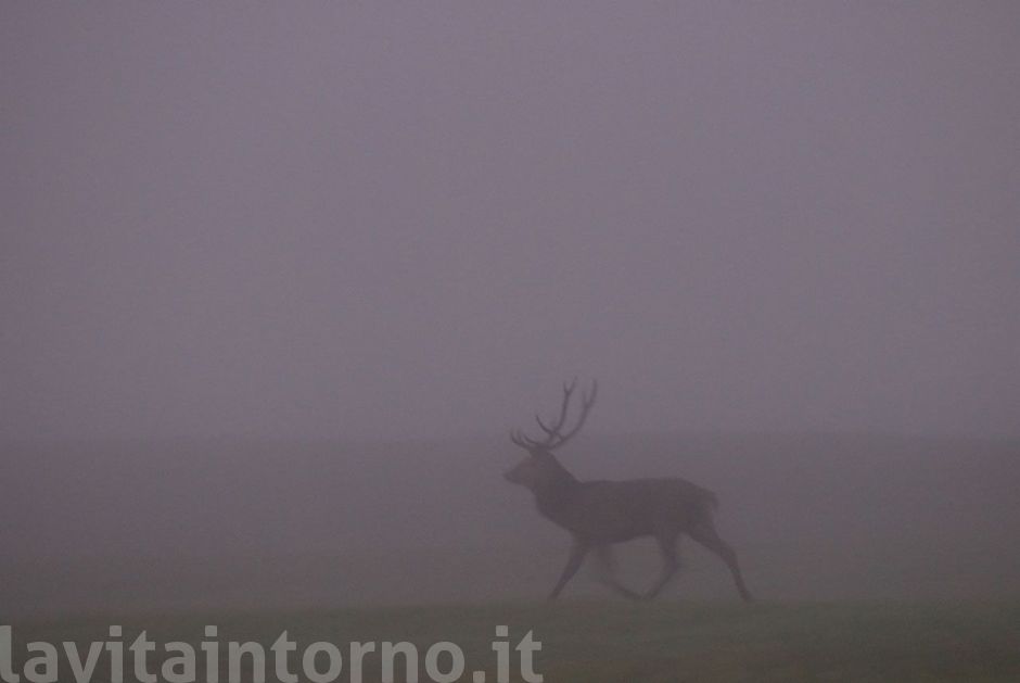 fuga nella nebbia