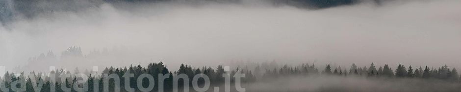 nebbia in Cansiglio