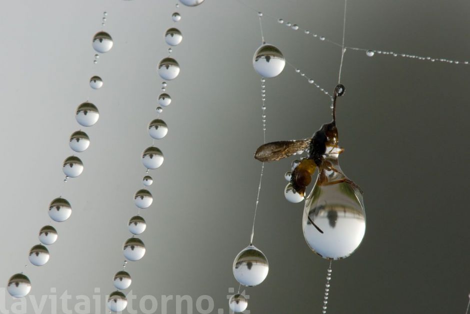 ricordando Jurassic Park