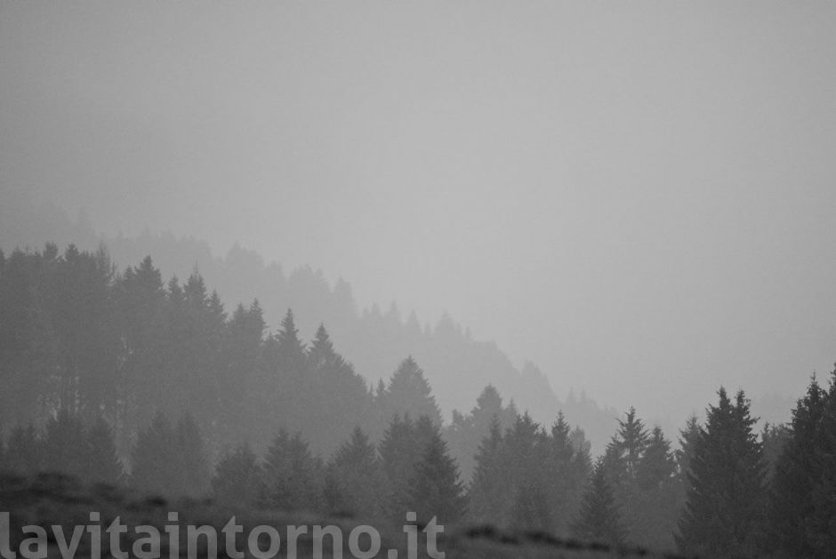 nebbia in Cansiglio #2