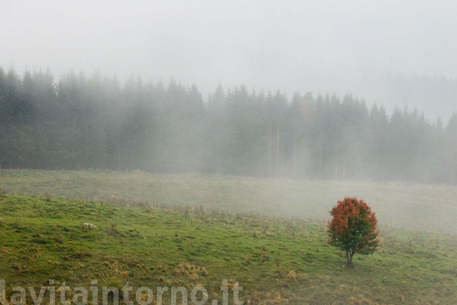 nebbia in Cansiglio #3