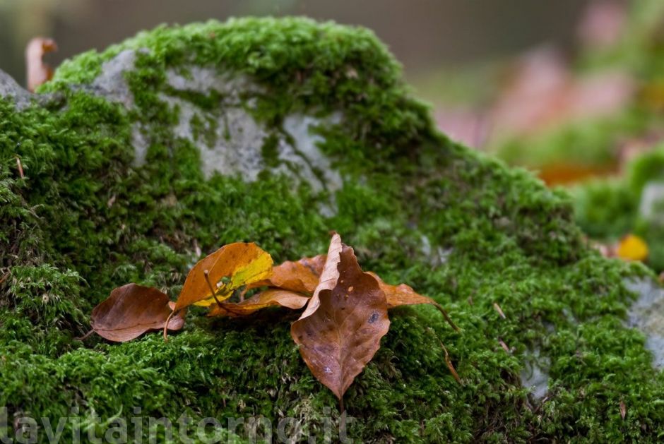 sottobosco autunnale #2