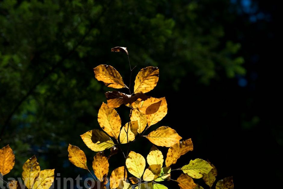 piccolo controluce autunnale