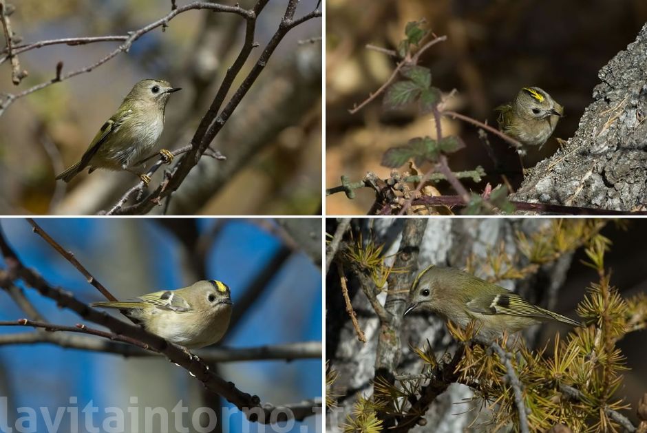 Regulus regulus: different points of view