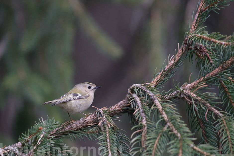 Regulus regulus: my favorite shot