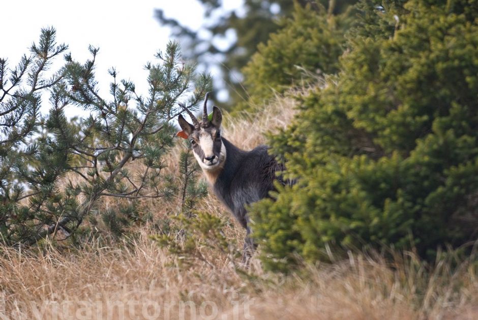un camoscio colorato