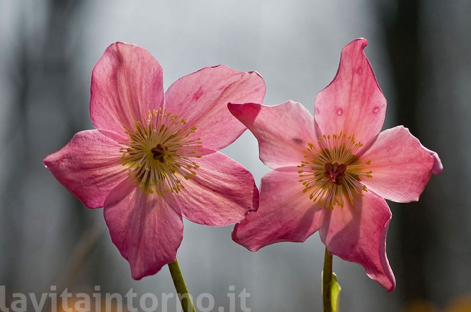il tramonto dell'elleboro