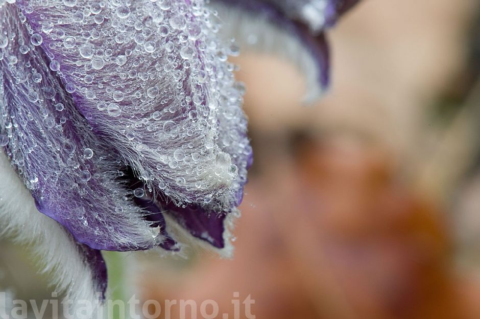 water drops in pulsatilla montana