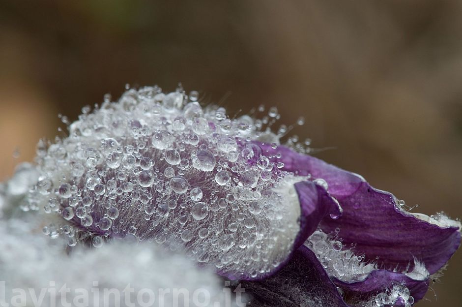 water drops in pulsatilla montana #2