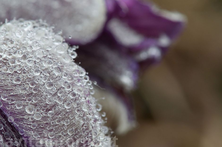 water drops in pulsatilla montana #3