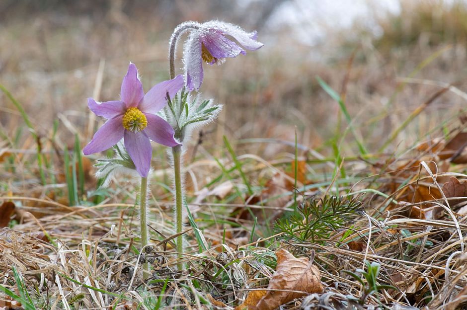 pulsatilla montana #2