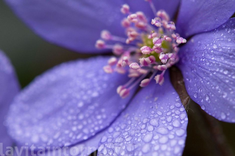 Anemone epatica (Hepatica Nobilis)