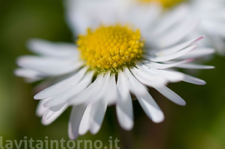 colori sfumati di un semplice giardino #3