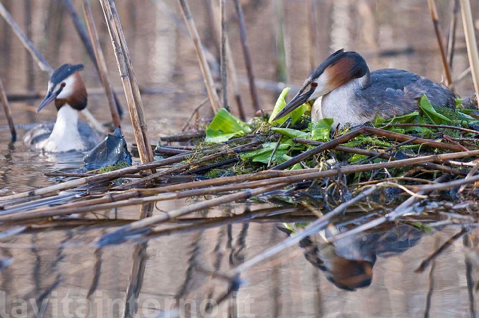una coppia in attesa di ... #2