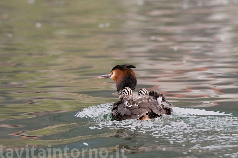 ... che forza le mamme!