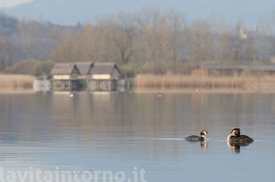 terra veneta: Livelet a Lago