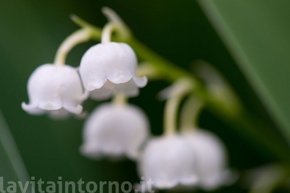 mughetto (Convallaria majalis) #2