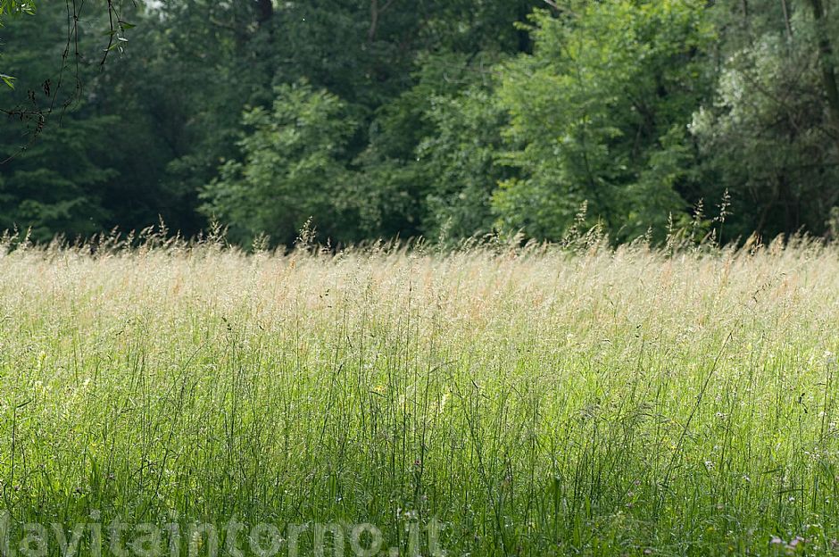 un semplice prato ... ma quanta vita nasconde!