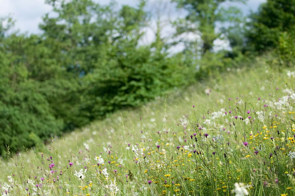 la piacevole confusione del prato
