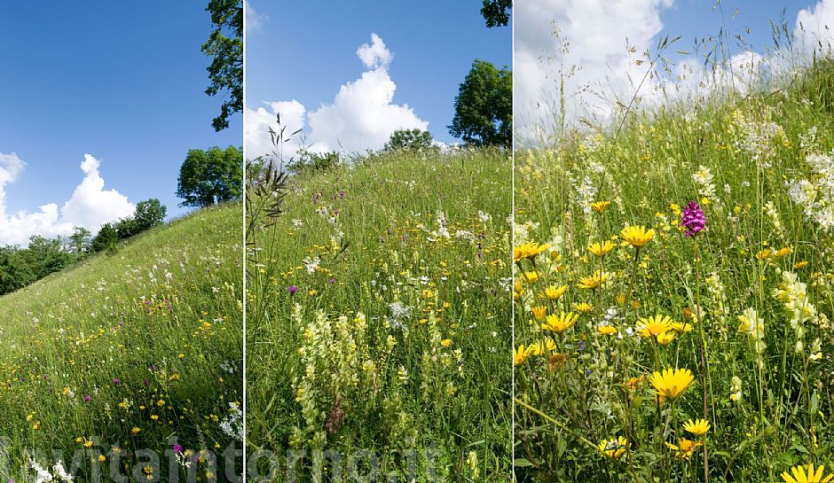 il prato ... questa meraviglia!