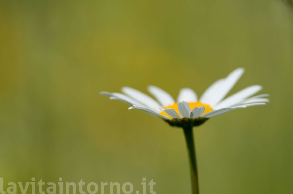 un semplice fiore