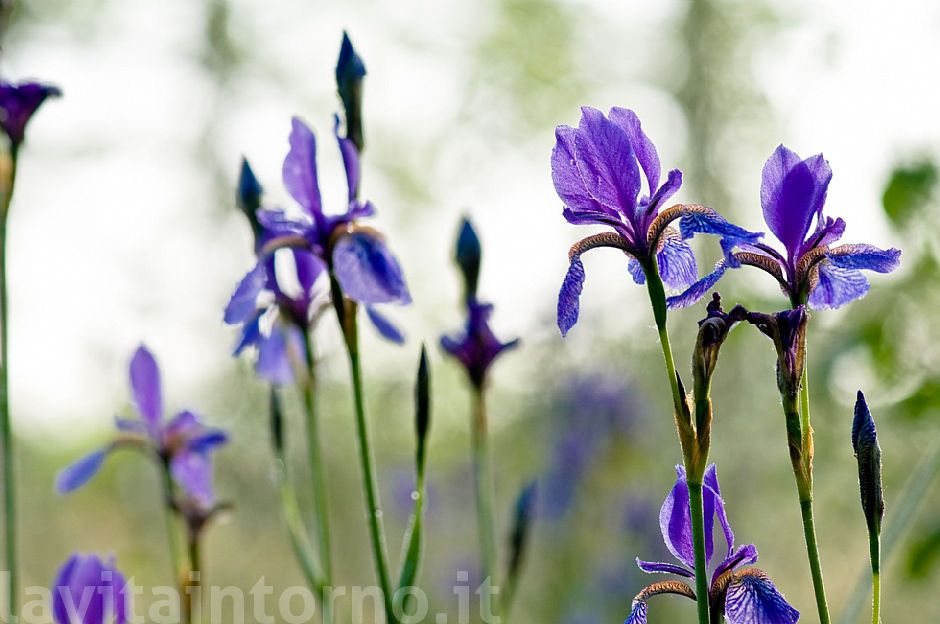 iris sibirica #4