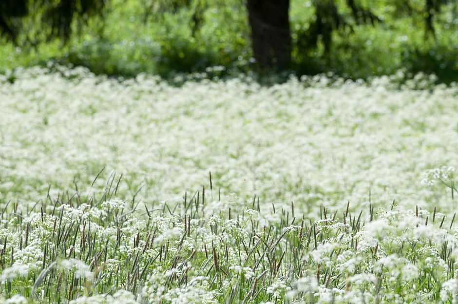 i soliti semplici colori del prato
