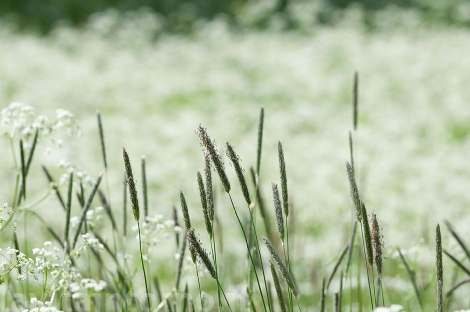 i soliti semplici colori del prato #2