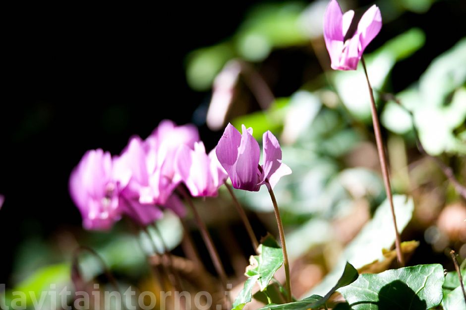 Cyclamen purpurascens