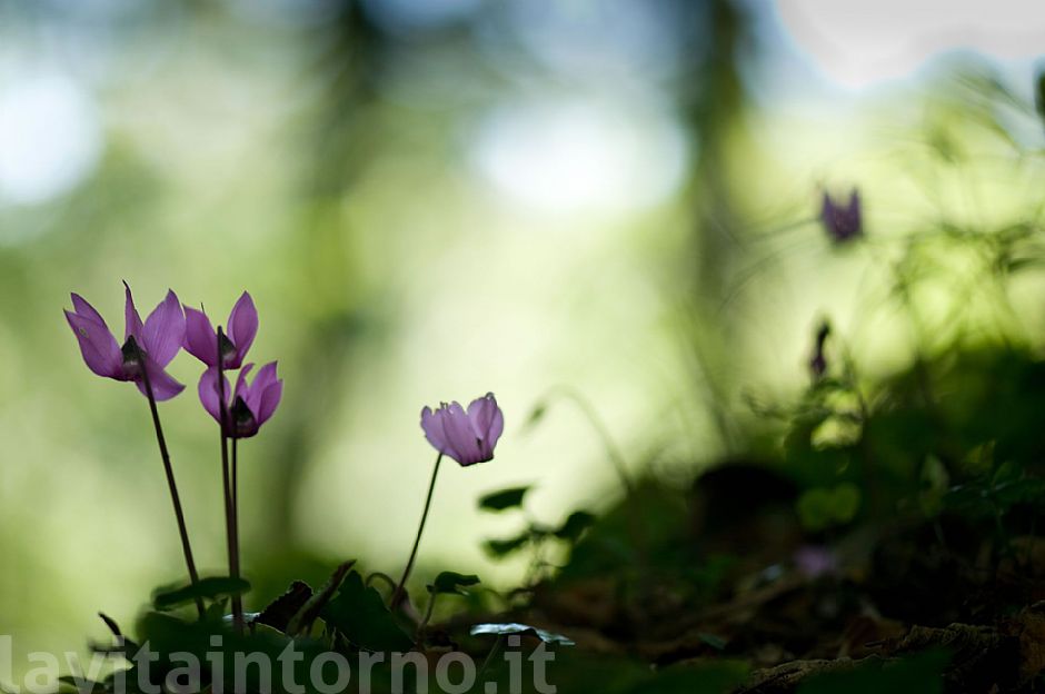 Cyclamen purpurascens #2