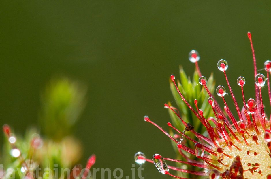 drosera