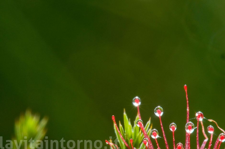 drosera #2