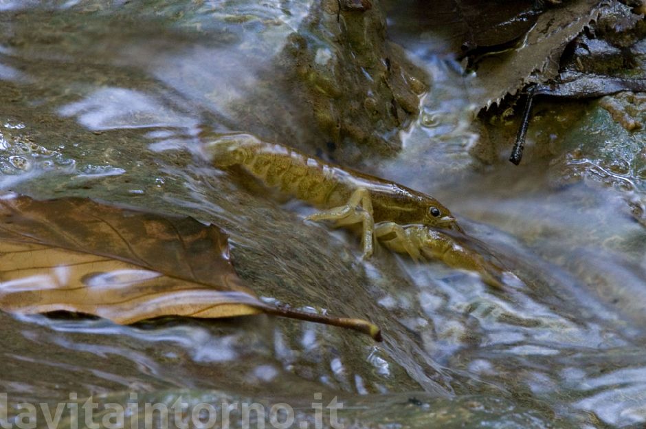 gambero di fiume #2